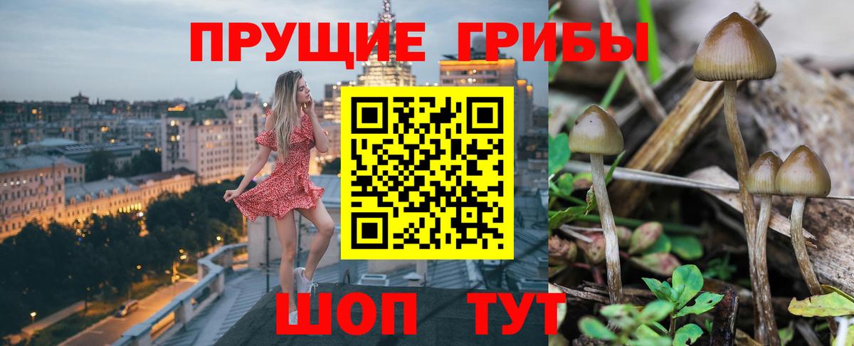 Псилоцибиновые грибы Psilocybe Энгельс